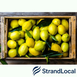 Fresh Lemon 10kg Box